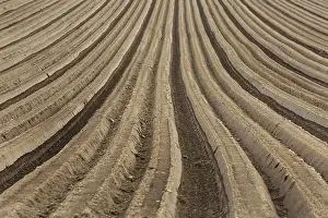 Travel Photography Fields Drucke: Furrows