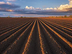 Central European Agriculture Landscape Drucke: Furrows in a potato field in spring