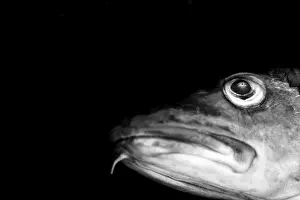 Bony Fish Species Identification Drucke: FXexGeY-PFU