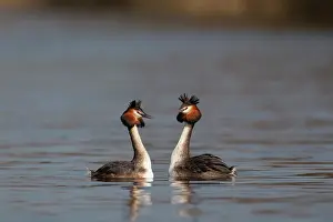 Wildfowl Photography UK Drucke: g