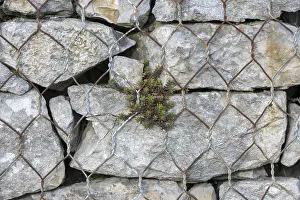 Deserted Stonewall Drucke: Gabion filled with shell limestone