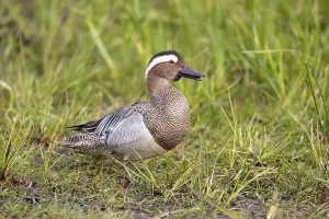 European Waterfowl Drucke: Gadwall (Spatula querquedula), Dummer