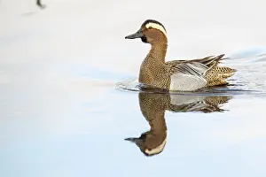 Northern Germany Nature Reserve Drucke: Gadwall (Spatula querquedula), Dümmer