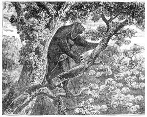 Mammalian Representation Drucke: The Galeopithecus, lemurien of the Eocene period