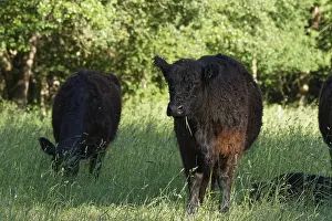 German Meadow Animals Drucke: Galloway cattle in a meadow, Krefeld