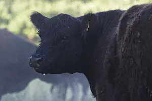 German Meadow Animals Drucke: Galloway cattle in a meadow, Krefeld