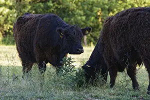 German Meadow Animals Drucke: Galloway cattle in a meadow, Krefeld