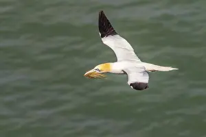 British Seabirds Drucke: Gannet flying with nesting material in its beak