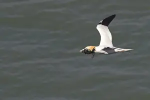 European Seabirds In Flight Drucke: Gannet flying with nesting material in its beak