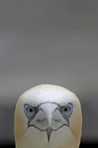 Aquatic Birds Images Drucke: Gannets