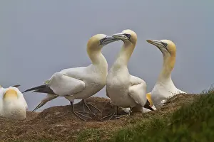 Deserted Cliff Scene Drucke: Gannets sat on the edge of a cliff