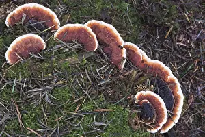 Central Europe Exterior Views Drucke: Ganoderma pfeifferi (Ganoderma pfeifferi)