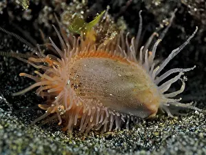 El Cabron Marine Reserve Drucke: Gaping file shell (Lima hians)