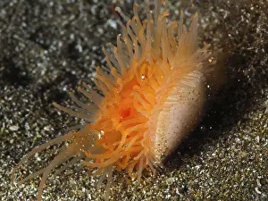 El Cabron Marine Reserve Drucke: Gaping file shell (Lima hians)