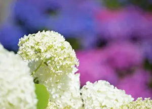 Hydrangea Macrophylla Drucke: Garden hydrangea or bigleaf hydrangea (Hydrangea macrophylla)