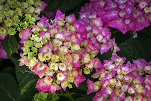 Central Europe Flowering Plants Drucke: Garden hydrangea (Hydrangea macrophylla)