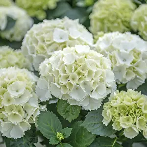 Elbe Sandstone Mountains Landscape Drucke: Garden hydrangea (Hydrangea macrophylla Lilienstein')