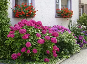 Hydrangeaceae Family Plants Drucke: Front garden with hydrangeas and geraniums by the window