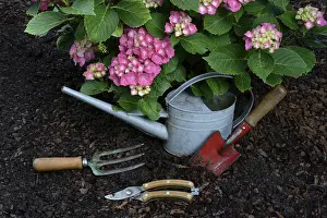 Ornamental Plants Germany Drucke: Garden tools and flowering hydrangeas, Germany