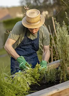 Caucasian Gardener Drucke: Gardener