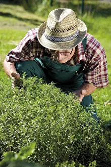 Caucasian Male Gardener Drucke: Gardener in front of his fragrant savory patch