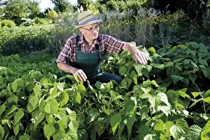Vitamin Rich Legumes Drucke: Gardener in front of his patch of bush beans