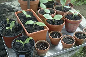Garden Plant Care Drucke: Gardening