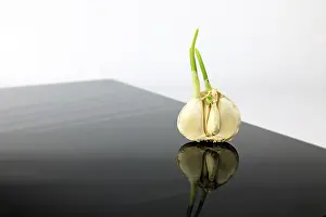 Common Onion Varieties Drucke: Garlic on a black plate with reflective effect