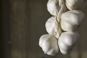 Foodstuff Photography Drucke: Garlic Bulb