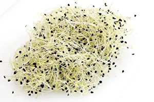 Garlic Sprouts Drucke: Garlic sprouts
