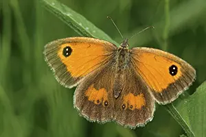 Wildlife In Great Britain Drucke: Gatekeeper Butterfly On A Stem Of Grass