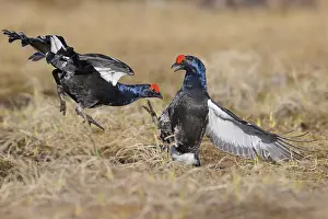 Drucke von Birkhuhn Drucke: Black grouse courtship display print