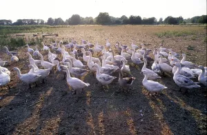 Colorful Birds Drucke: Geese