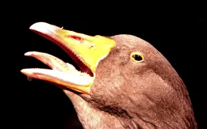 Anseriformes Species Images Drucke: Geese