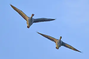 Wild Animal Bird Photography Drucke: Two geese flying parallel in the clear sky