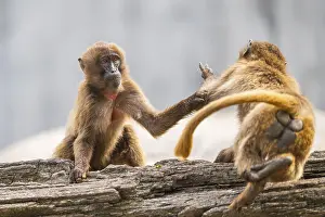 Captive Monkey Drucke: Gelada (Theropithecus gelada) arguing with each other