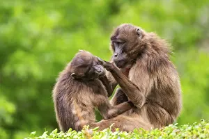 Drucke von Zwei Gelada (Theropithecus gelada) weibliche eavesdrop aufeinander, gefangen, Verteilung afrika Pavian Drucke: Zwei Gelada (Theropithecus gelada) weibchen belauschen sich gegenseitig.