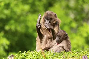 Drucke von Zwei Gelada (Theropithecus gelada) weibliche eavesdrop aufeinander, gefangen, Verteilung Afrika Pavian Drucke: Zwei Gelada (Theropithecus gelada) weibchen belauschen sich gegenseitig.