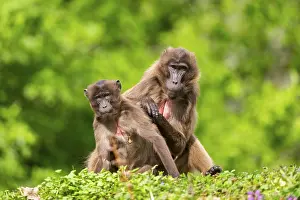 Drucke von Zwei Gelada (Theropithecus gelada) weibliche eavesdrop aufeinander, gefangen, Verteilung afrika Pavian Drucke: Zwei Gelada (Theropithecus gelada) weibliche Eavesdroppen aufeinander.