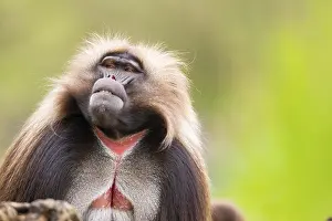 Drucke von Gelada (Theropithecus gelada) Männchen, Portrait, Gefangenschaft, Verbreitung Afrika Pavian Drucke: Gelada (Theropithecus gelada) Männchen.