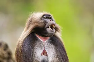 Drucke von Gelada (Theropithecus gelada) Männchen, Portrait, Gefangenschaft, Verbreitung Afrika Pavian Drucke: Gelada (Theropithecus gelada) Männchen.