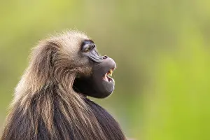 Drucke von Gelada (Theropithecus gelada) Männchen, Portrait, in Gefangenschaft, Verbreitung Afrika Pavian Drucke: Gelada (Theropithecus gelada) Männchen.