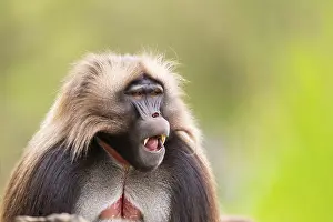 Drucke von Gelada (Theropithecus gelada) Männchen, Portrait, in Gefangenschaft, Verbreitung Afrika Pavian Drucke: Gelada (Theropithecus gelada) Männchen.