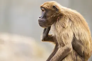 Gelada Monkey Drucke: Gelada (Theropithecus gelada), portrait
