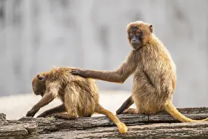 Gelada Monkey Drucke: Gelada (Theropithecus gelada) sitting on an old tree trunk beside each other