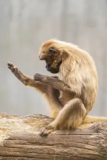 Gelada Monkey Drucke: Gelada (Theropithecus gelada) sitting on an old tree trunk