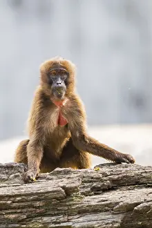 Gelada Monkey Drucke: Gelada (Theropithecus gelada) sitting on an old tree trunk