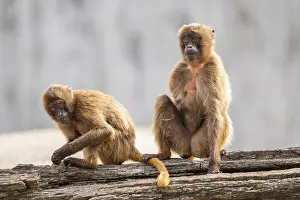 Theropithecus Gelada Drucke: Gelada (Theropithecus gelada) sitting on an old tree trunk beside each other