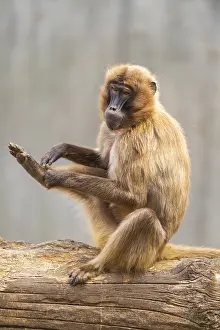 Captive Wildlife Photography Drucke: Gelada (Theropithecus gelada) sitting on an old tree trunk