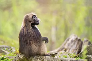 Drucke von Gelada (Theropithecus gelada) sitzt auf einem alten Baumstamm, gefangen, Verbreitung Afrika Pavian Drucke: Gelada (Theropithecus gelada) sitzt auf einem alten Baumstamm.